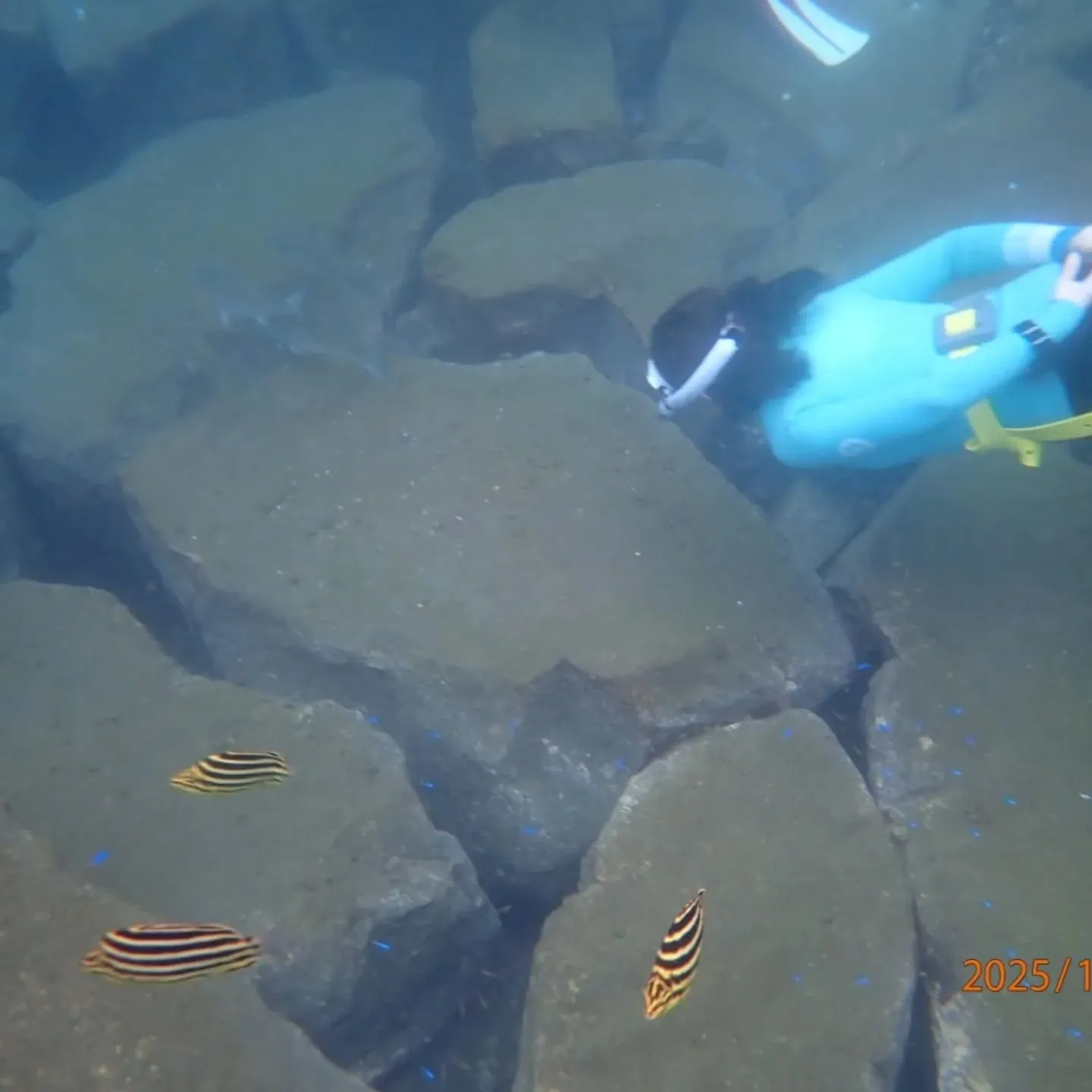 大瀬スキンダイビングツアー