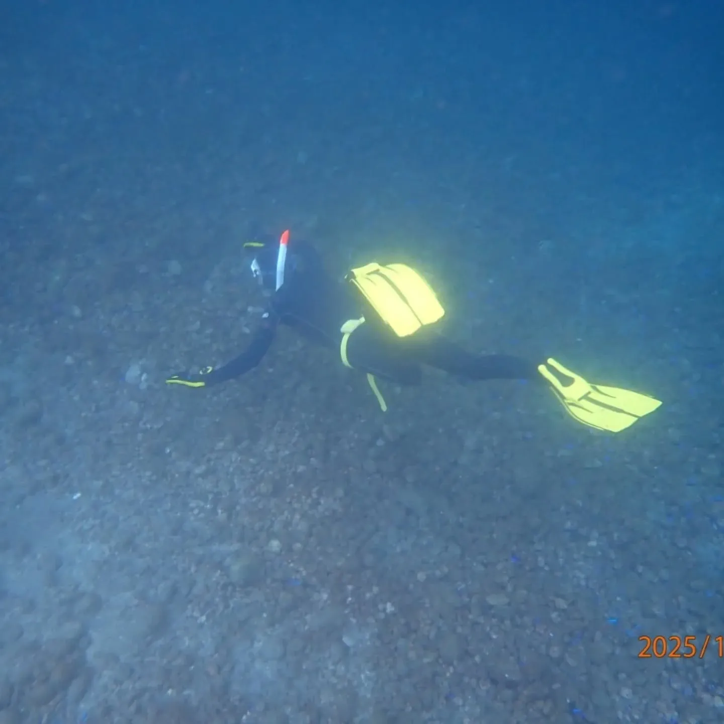 大瀬スキンダイビングツアー