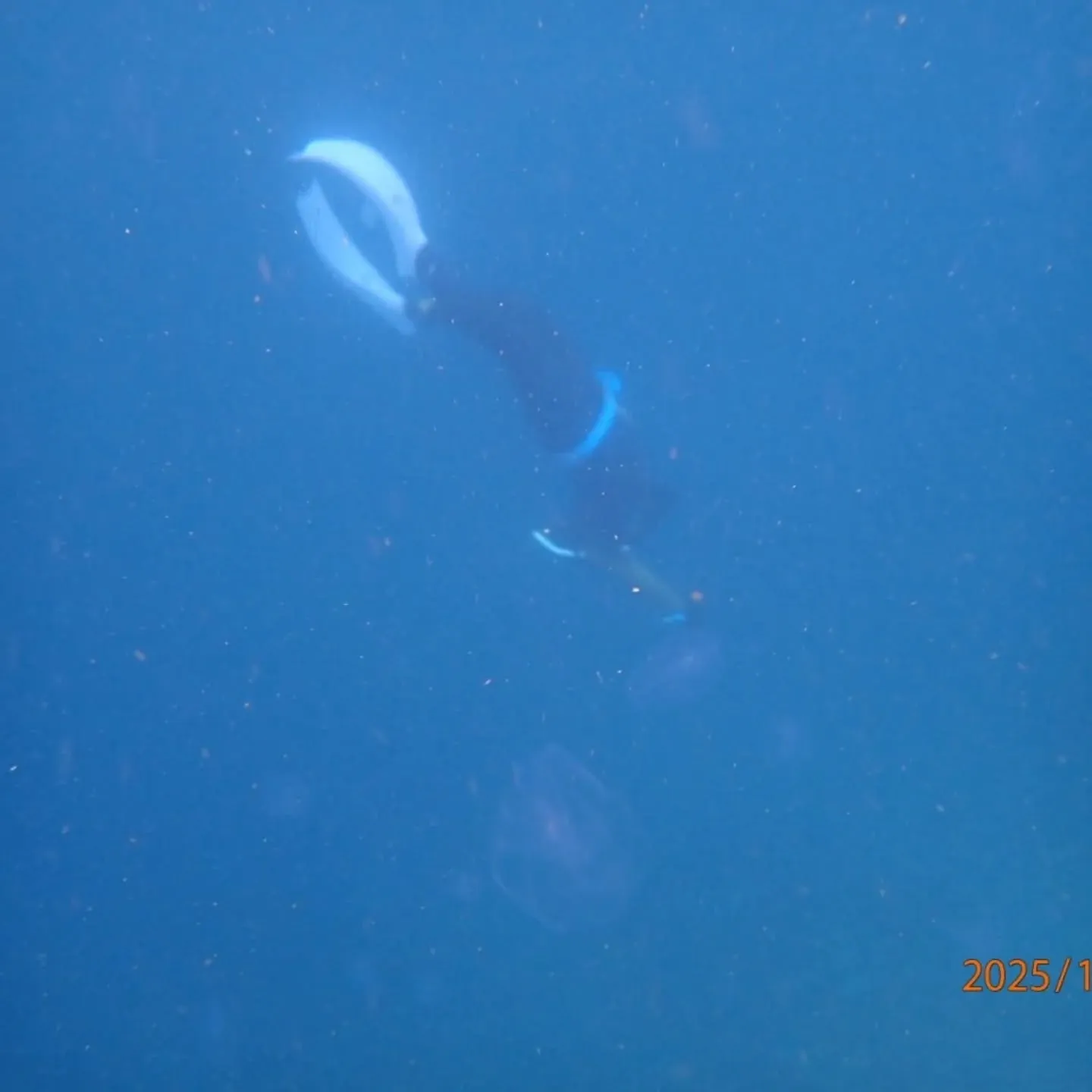 大瀬スキンダイビングツアー