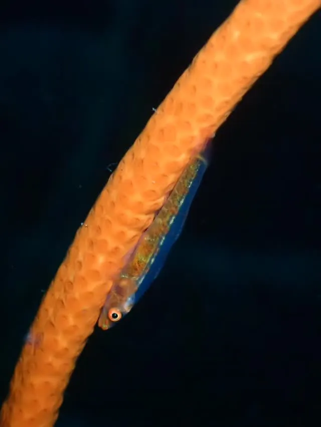 大瀬でスキューバダイビング