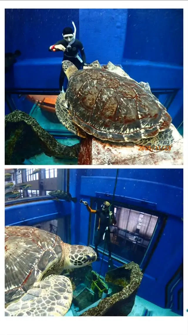 日本で数少ないアクアリウムスキンダイビングツアー