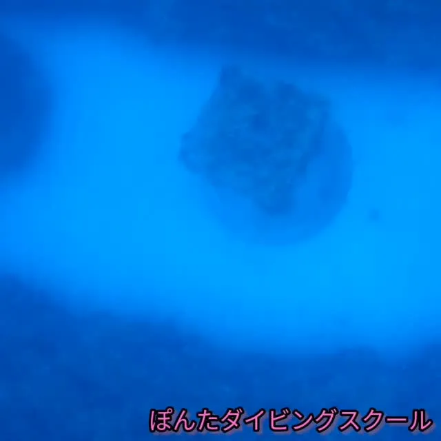 #与論島 #海中宮殿 #スキンダイビング #フリーダイビング...